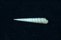 藏品(筍螺)的圖片
